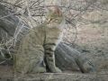 African Wild Cat, Kgalagadi