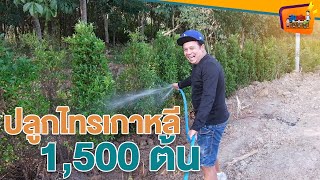 ปลูกไทรเกาหลี 1500 ต้น - สูงเตี้ยเรี่ยดิน EP.98