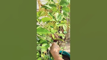 Remove all the leafs then see the magic #mulberries #mulberry #mulberrytree #shorts