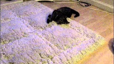 Watch the video about Bengal Vs Carpet