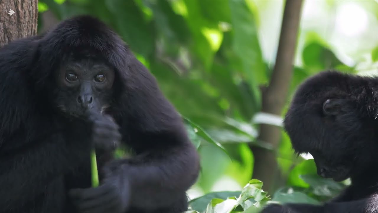 Brown-Headed Spider Monkeys Eating at Singapore Zoo | An Endangered Species | 4K