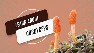 Unveiling The Power Of Cordyceps The Ultimate Guide To Natures Superfood