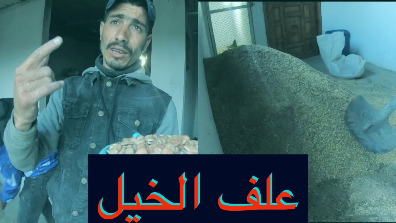 احسن علف للخيل و معلومات مهمة لكل كساب حول تغدية الخيل مع حمزة بلعيدي