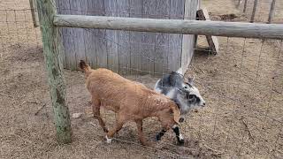 Playful Wether Goats