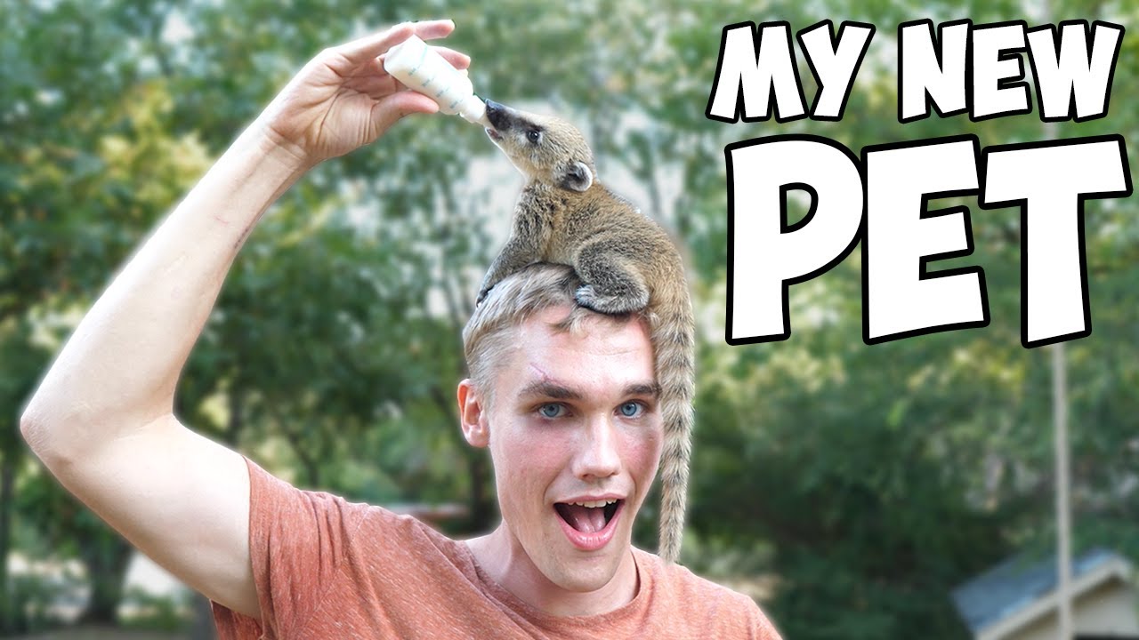 Baby Exotic Raccoon - Adopting a Coati (cutest thing ever!!)