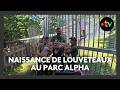 Naissance de trois louveteaux au parc Alpha des Alpes-Maritimes, participez au choix des prénoms