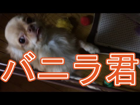 【可愛い】うちの犬(バニラくん)　Our dog (Vanilla)