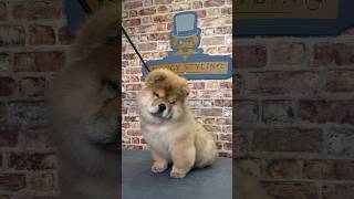 Doggy Daily Episode 229: Trendy the Chow Chow  #chowchow #chowchowpuppy #puppy #doggrooming