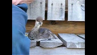 Duckie, Part One, a Hooded Merganser