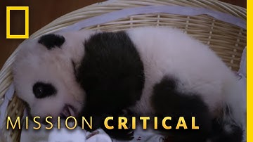 Sleepy, Sleepy Pandas | Mission Critical