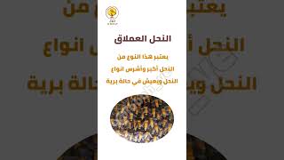 النحل العملاق أخطر انواع النحل #honey #عسل_طبيعي #عسل_سدر #عسل_يمني #نحل #bee #عسل