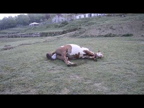 Video: Come Partorisce Un Cavallo?