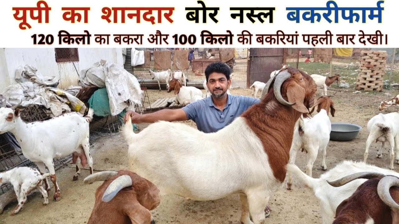 यूपी का शानदार बोर नस्ल का बकरीफार्म।बकरीफार्म की देखरेख ऐसे करनी चाहिए।बकरी का वजन बढ़ाने का तरीका 
