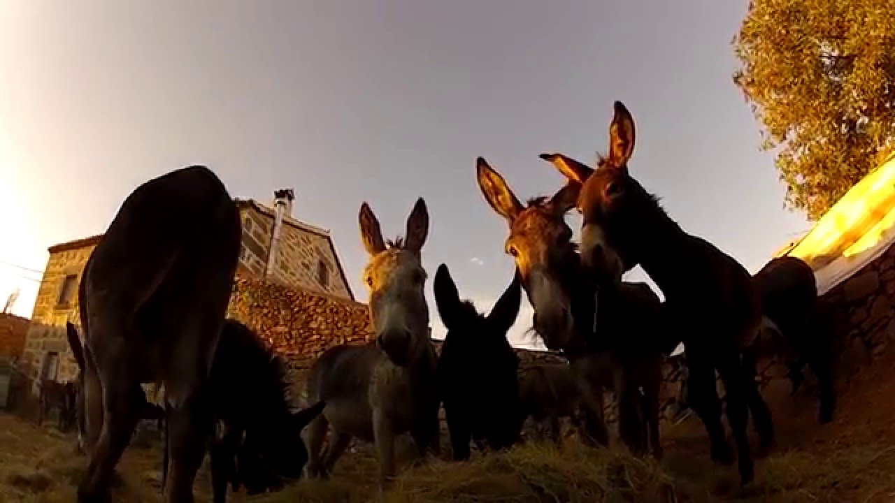 SAN MARTIN DE LA VEGA DEL ALBERCHE
