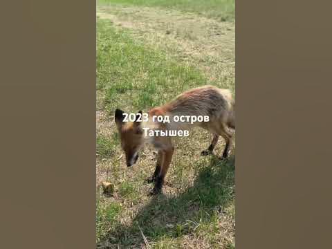Центр Красноярска🦊 #парк #животные #хорошеенастроение #shorts - YouTube