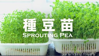 會倒水就行❗️在家水培的碗豆苗菜根本吃不完 🌿 沒化肥催芽 How to Sprout Pea #peasrecipes
