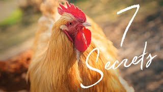 Chicken keeping for beginners UK | What we learnt as first time chicken owners