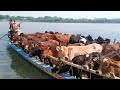 Biggest cow cows cow unloading cow goru hamba cow big cowcowbazaar