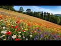 The Southern Slopes Bloomed | Fantasy Synth/Ambient | No AI Music