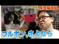 【お別れの夜】サンシャイン池崎さんと保護猫ブルボンに最後の夜が訪れました（嗚呼!!みんなの動物園）