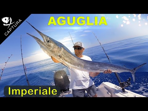 TRAINA D'ALTURA: aguglia imperiale