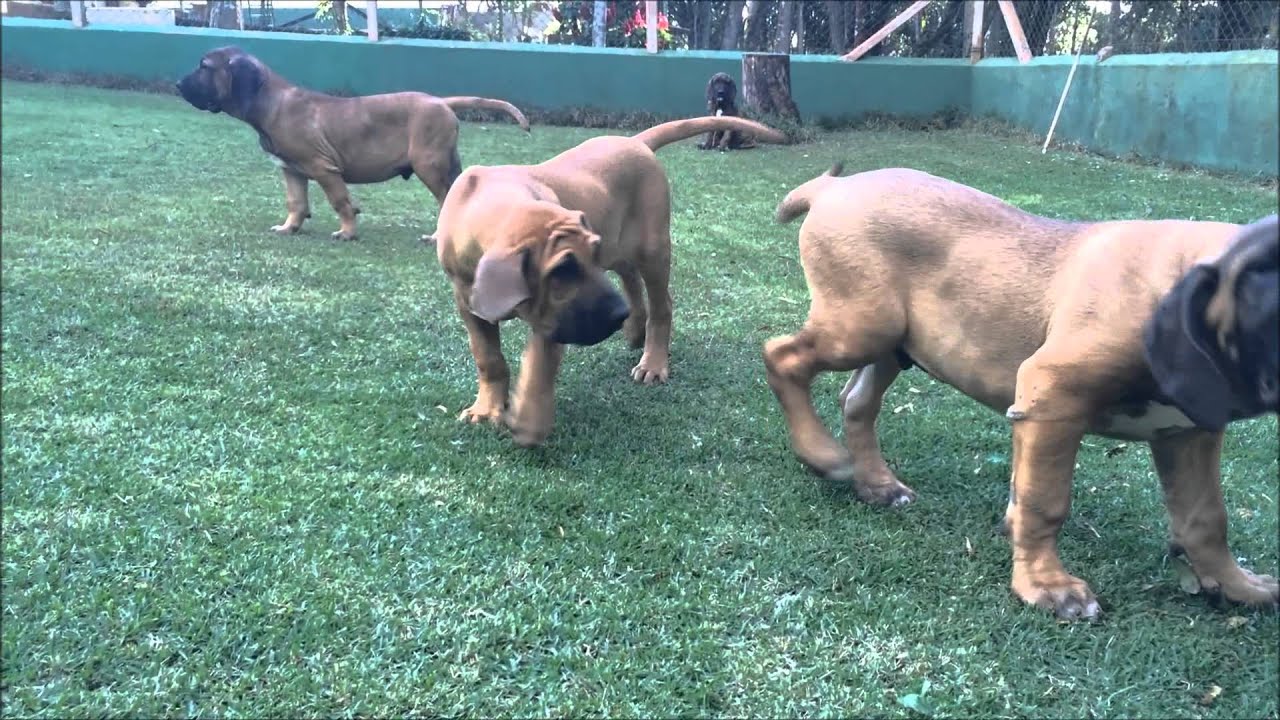 Canil Sena Sene - Fila Brasileiro