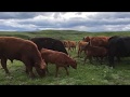 Last load of cattle to the Blood reserve for summer pasture