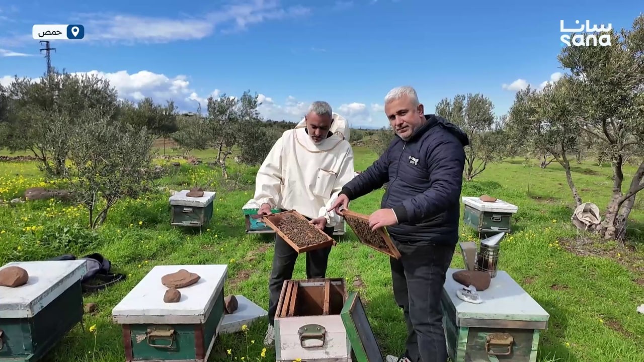 قروض لمربي النحل في حمص لدعم القطاع ومواجهة تحدياته