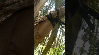 Download Lagu cara jitu agar Manggar aren kita tidak diganggu monyet ☕👍 MP3