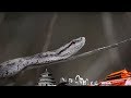 《地理中国》 奇岛谜迹（下）：岛上生存大量蝮蛇 种群单一 毒性猛烈 20190316 | CCTV科教