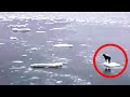 The Insane Plan These Sailors Hatched To Rescue A Dog Stranded On An Ice Floe Will Melt Your Heart
