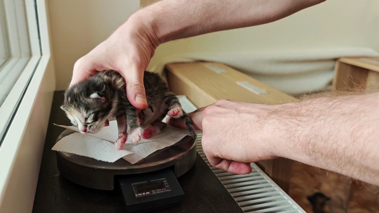Let's Weigh the Chubby Little Kittens!