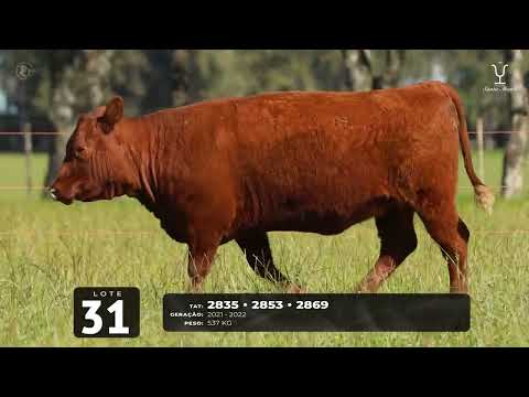 Lote 31 F Devon