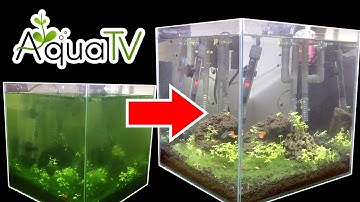 Thử Thách Diệt Rêu Hại, Rêu Tóc Bằng 20 Ốc Nerita và 20 Tép Suối - Destroy Algae - AquaTV