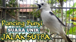 JALAK SUTRA GACOR BUAT PANCING BUNYI