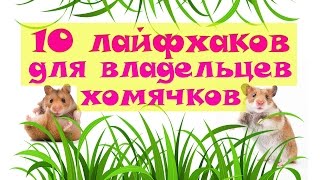 10 лайфхаков для владельцев хомячков ❤ #лайфхаки