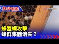 蜂蟹螨攻擊 蜂群集體消失？【熱線追蹤】
