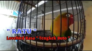 Lovebird isian Tengkek Buto full 'RATU'
