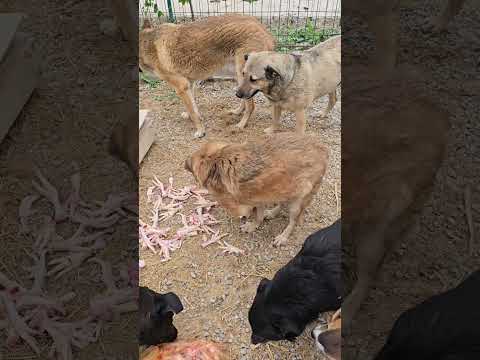 Ташкент.  Рыжулю сдали хозяева в отлов. #dogshelter #животные #помощьбездомным