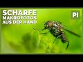 📷5 Tipps für scharfe Makrofotos aus der Hand | Insektenfotografie