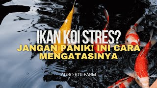 CAUSES AND HOW TO TREAT STRESSED KOI FISH