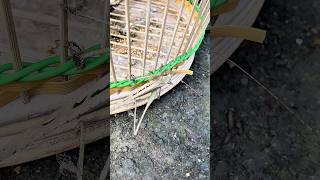 Abidzar Found A Brown Grasshopper In A Birdcage