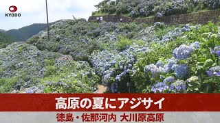 高原の夏染める青　アジサイ3万株、徳島