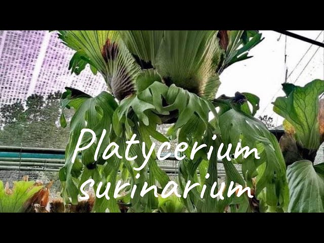 ビカクシダ スリナリュウム 板付の仕方。Platycerium surinarium