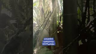 Cononut flowers and honeybees wildlife #nature #flowers #happiness #coconuts#kerala #home