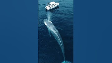 Unbelievable Rare Photos 😱😱 You Have to See (Part-27) #knowledge #facts #history #rarephotos #shorts