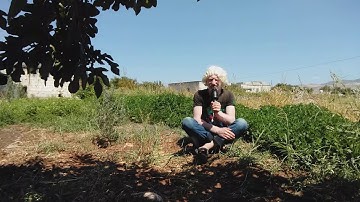 سورة المنافقون للقارئ عامر جبو