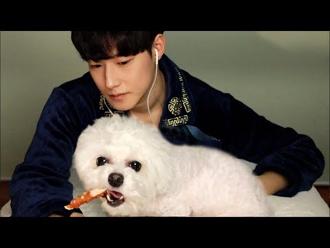 젤리와 함께하는 ASMR  l 강아지 간식 이팅사운드
