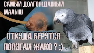 Как рождаются попугаи жако? История нашей новой заботы. Как рождаются попугаи жако? История нашей новой заботы.
