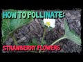 How to pollinate Strawberry flowers 🍓 | Ep.12